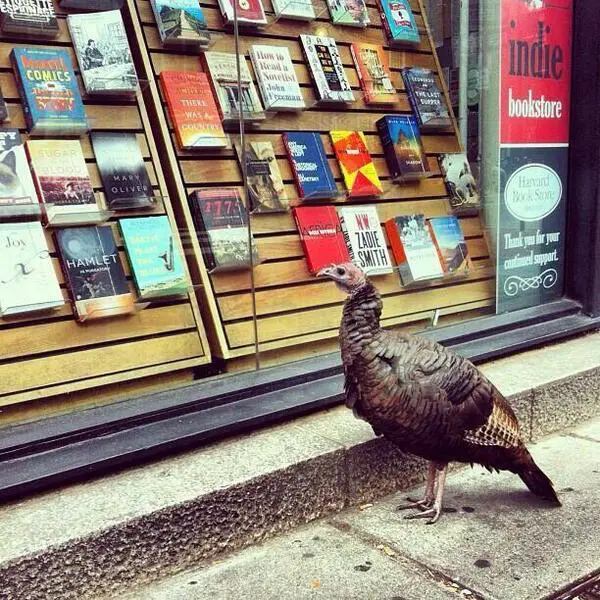 Turkeyreading a book