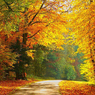 autumn road